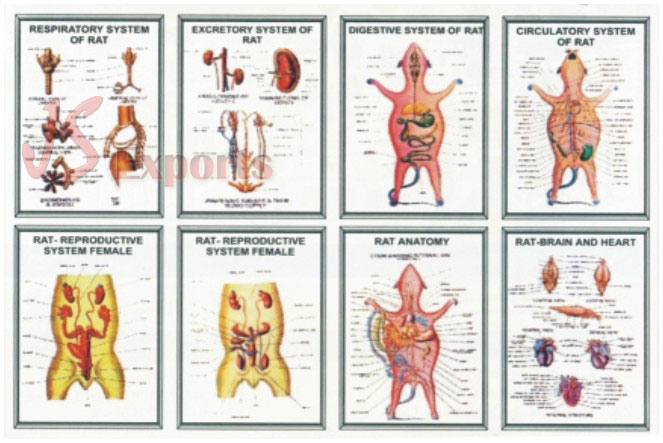 ZOOLOGY-IV RAT (Set of 8)